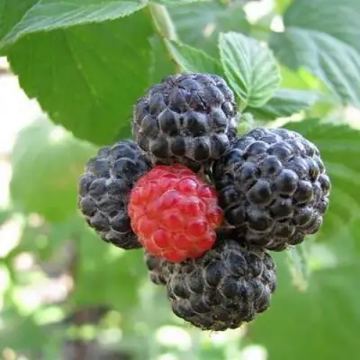 Малина КУМБЕРЛЕНД в Минске