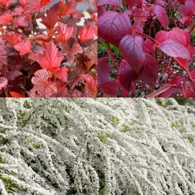 Комплект ЖИВАЯ ИЗГОРОДЬ в Минске