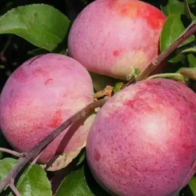 Яблоня БЕЛОРУССКОЕ МАЛИНОВОЕ в Минске