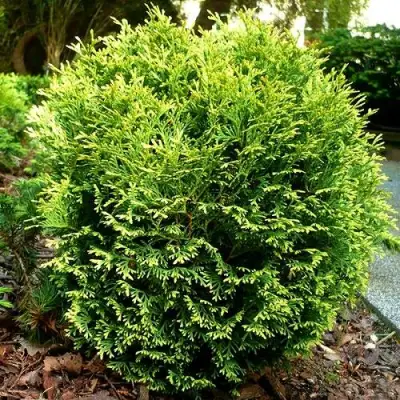 Туя ВОТЕРФИЛД западная в Минске