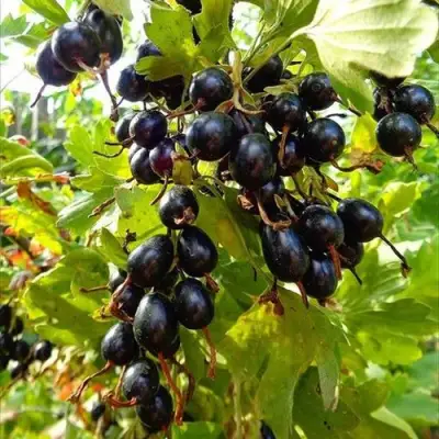 Смородина золотистая ОВАЛЬНАЯ в Минске