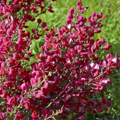 Ракитник БОСКОП РУБИ  в Минске