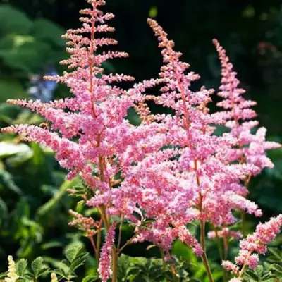 Астильба ЭДЕНС ОДИССЕЙ Арендса в Минске