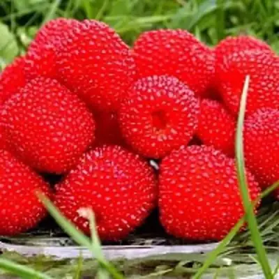 Малина ТИБЕТСКАЯ (РОЗОЛИСТНАЯ) в Минске