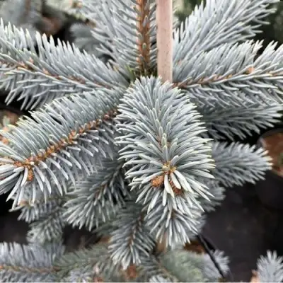 Ель РОЯЛ БЛЮ колючая  в Минске