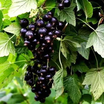 Смородина чёрная БЕЛОРУССКАЯ СЛАДКАЯ в Минске