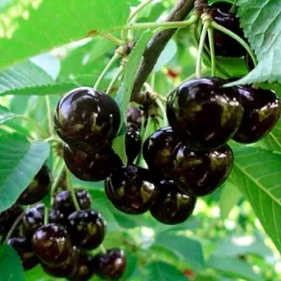 Черешня МУСКАТНАЯ в Минске