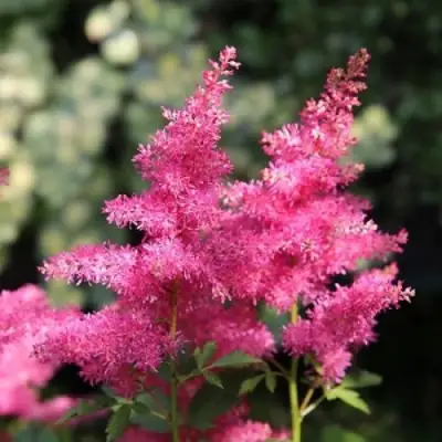 Астильба САННИ ДЕЙ гибридная в Минске