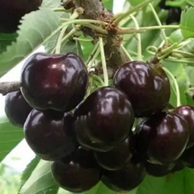 Вишня РОССОШАНСКАЯ ЧЕРНАЯ в Минске