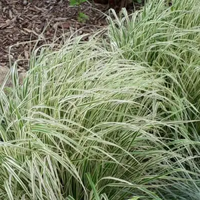 Вейник ОВЕРДАМ остроцветковый в Минске