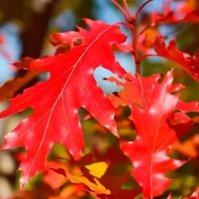 Дуб красный в Минске