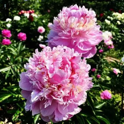 Пион ЛАВОН травянистый в Минске