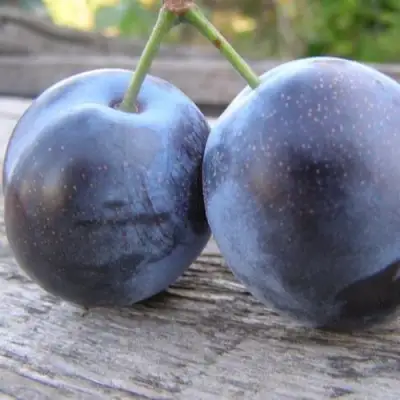 Слива БЛЮФРИ в Минске