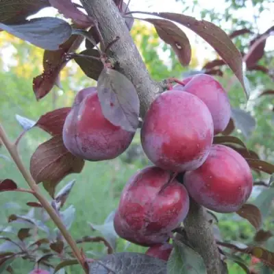 Слива ЛАМА в Минске