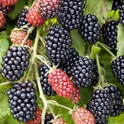 Ежевика НАВАХО бесшипная  в Минске