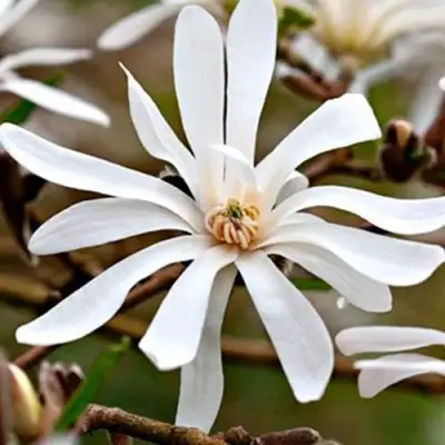 Магнолия СТЕЛЛАТА в Минске