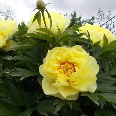 Пион БАРЦЕЛЛА (БАРТЗЕЛЛА) ито-гибрид в Минске