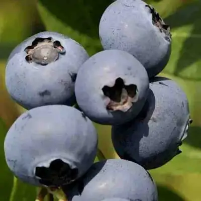 Голубика ХАРРИСОН в Минске