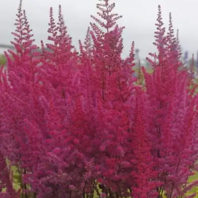 Астильба МАЙТИ ЧОКОЛАТ ЧЕРРИ китайская в Минске