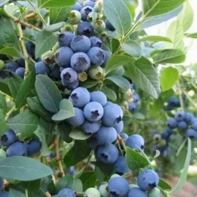 Голубика ЭЛЛИОТ в Минске