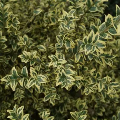 Самшит АУРЕАВАРИЕГАТА в Минске