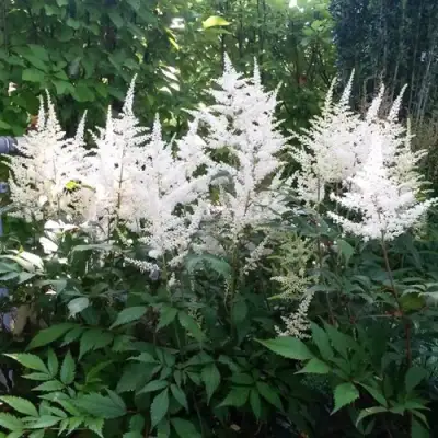 Астильба БРАУТШЛЕЙЕР Арендса в Минске