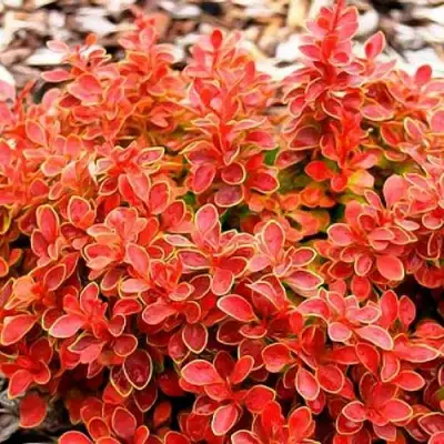 Барбарис КОРАЛ тунберга в Минске