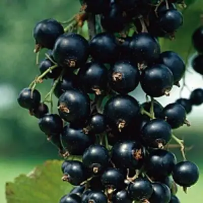 Смородина чёрная ВЕЛОЙ (ЛЕНИНГРАДСКАЯ СЛАДКАЯ) в Минске