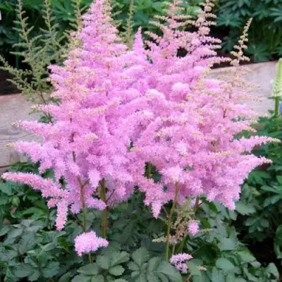 Астильба ГИАЦИНТ Арендса в Минске