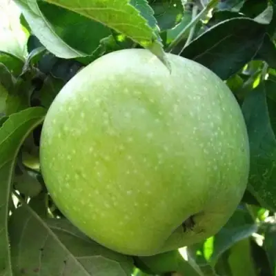 Яблоня РЕНЕТ СИМИРЕНКО в Минске