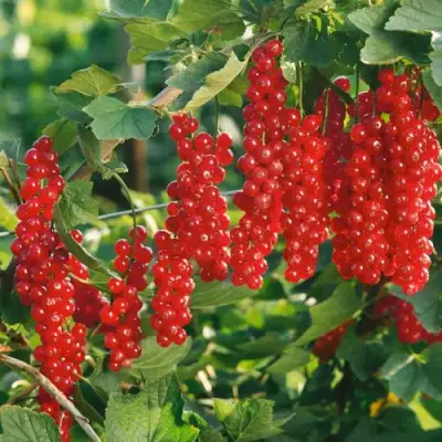 Смородина красная РУДНЕУС в Минске