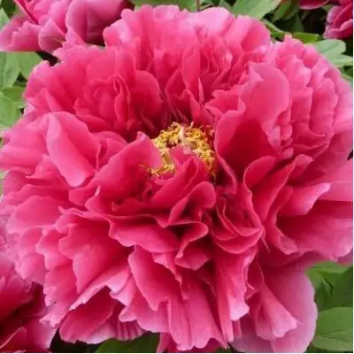 Пион КОРОЛЕВСКИЙ ЦВЕТОК древовидный в Минске