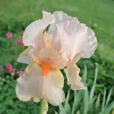 Ирис ПАТИ ДРЕСС бородатый в Минске