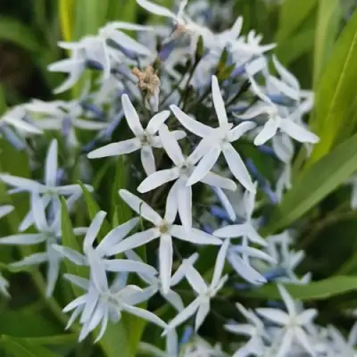 Амсония иволистная в Минске