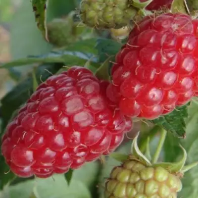 Малина РАДЗИЕВА в Минске