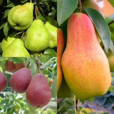 Комплект ГРУШЕВОЕ АССОРТИ в Минске