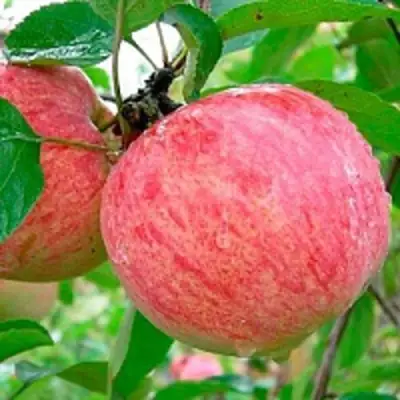 Яблоня КОРИЧНОЕ ПОЛОСАТОЕ в Минске