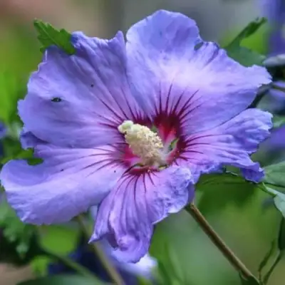 Гибискус МАРИНА сирийский в Минске