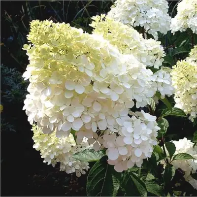 Гортензия ДИАМАНТИНО метельчатая в Минске