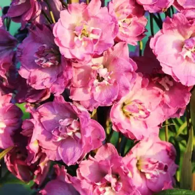 Дельфиниум ДЕЛЬФИС ПИНК ПАУЭ высокий в Минске