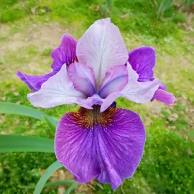 Ирис ЛАЙТ ОВ ХАРТ сибирский в Минске