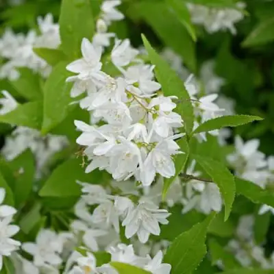 Дейция шершавая в Минске