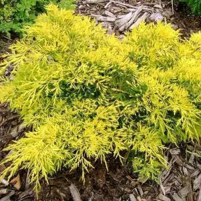 Можжевельник КИНГ ОФ СПРИНГ средний в Минске