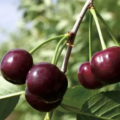 Дюк КСЕНИЯ (ЧЕРЕВИШНЯ) в Минске