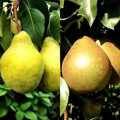 Комплект ДУЭТ в Минске