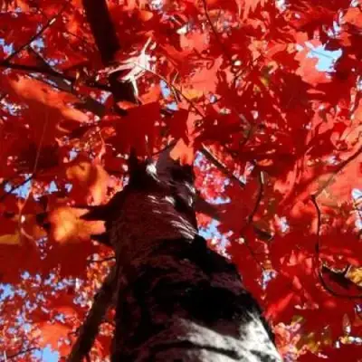 Дуб красный в Минске