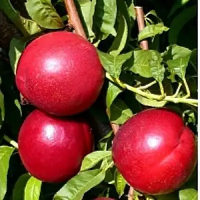 Нектарин ХАРКО в Минске