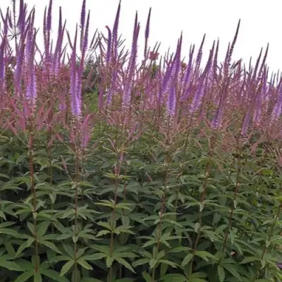 Вероникаструм ФАСЦИНЕЙШН в Минске