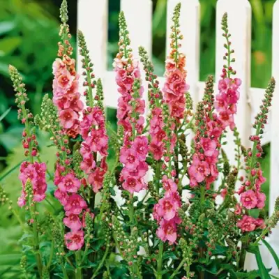 Коровяк ПИНК ДОМИНО гибридный (вербаскум) в Минске