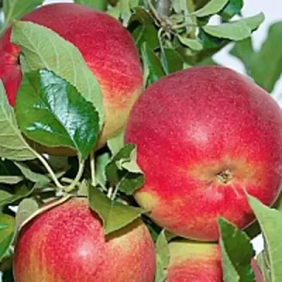 Яблоня СЕНАТОР колонновидная в Минске